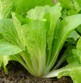 Chinese Cabbage Solan Seeds - The Seed Store
