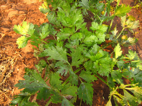 Celery Herb (Cutting) Seeds