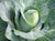 Cabbage Jersey Wakefield Seeds - OG - The Seed Store - 1