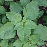 Amaranth Green Seeds - OG