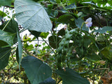 Beans Hyacinth Seeds - OG