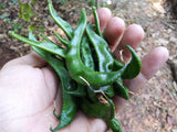 Beans Hyacinth Seeds - OG