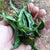 Beans Hyacinth Seeds - OG