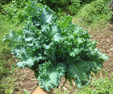 Kale Blue Curled - Microgreens Seed Pack - OG