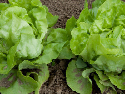 Lettuce Little Gem Seeds - The Seed Store - 1