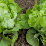 Lettuce Little Gem Seeds - The Seed Store - 1