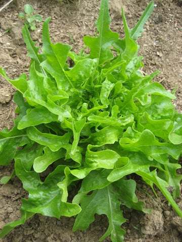 Lettuce Oakleaf Seeds