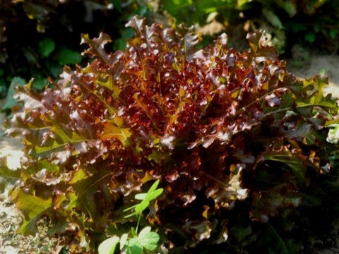 Lettuce Red Salad Bowl Seeds - The Seed Store - 1