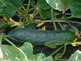 Cucumber Marketmore Seeds - OG - The Seed Store - 2