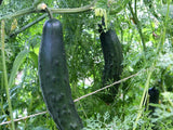 Cucumber Marketmore Seeds - OG - The Seed Store - 1