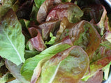 Lettuce Marvel of Four Seasons Seeds - OG - The Seed Store - 4