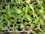 Lettuce Marvel of Four Seasons Seeds - OG - The Seed Store - 3