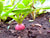 Radish Pink Beauty Seeds - OG - The Seed Store - 1