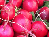Radish Pink Beauty Seeds - OG - The Seed Store - 2