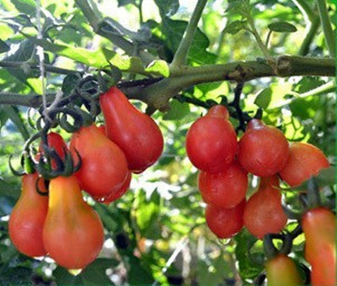 Cherry Tomato Red Pear Seeds - The Seed Store