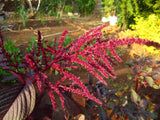 Amaranth Red Seeds