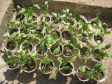 Palak / Spinach Seeds - The Seed Store - 4