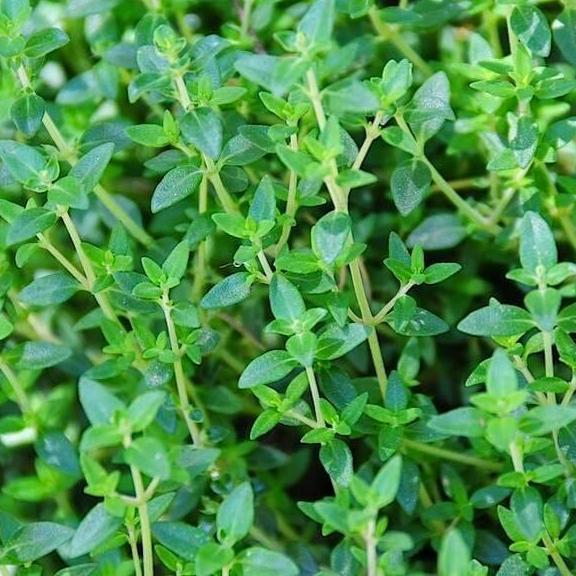 Thyme Common Seeds – The Seed Store (India)