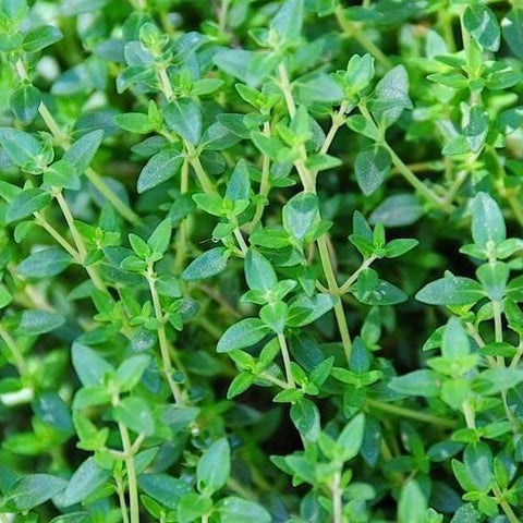 Thyme Common Seeds