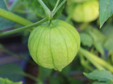 Tomatillo Green Seeds - OG