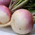 Turnip Purple Top Seeds - The Seed Store