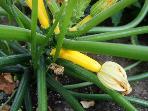 Zucchini Golden Seeds - The Seed Store - 1