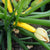 Zucchini Golden Seeds - The Seed Store - 1