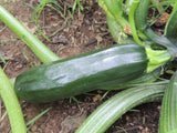Zucchini Black Beauty Seeds - OG - The Seed Store - 2