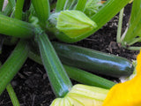 Zucchini Black Beauty Seeds - OG - The Seed Store - 1